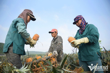China praises Vietnam’s farm produce, but makes modest purchases