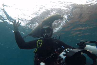 Khoảnh khắc sư tử biển bám chặt vào đầu thợ lặn để đùa nghịch