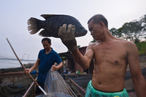 Người nuôi cá lồng trong 'cơn khát' của dòng sông Đà