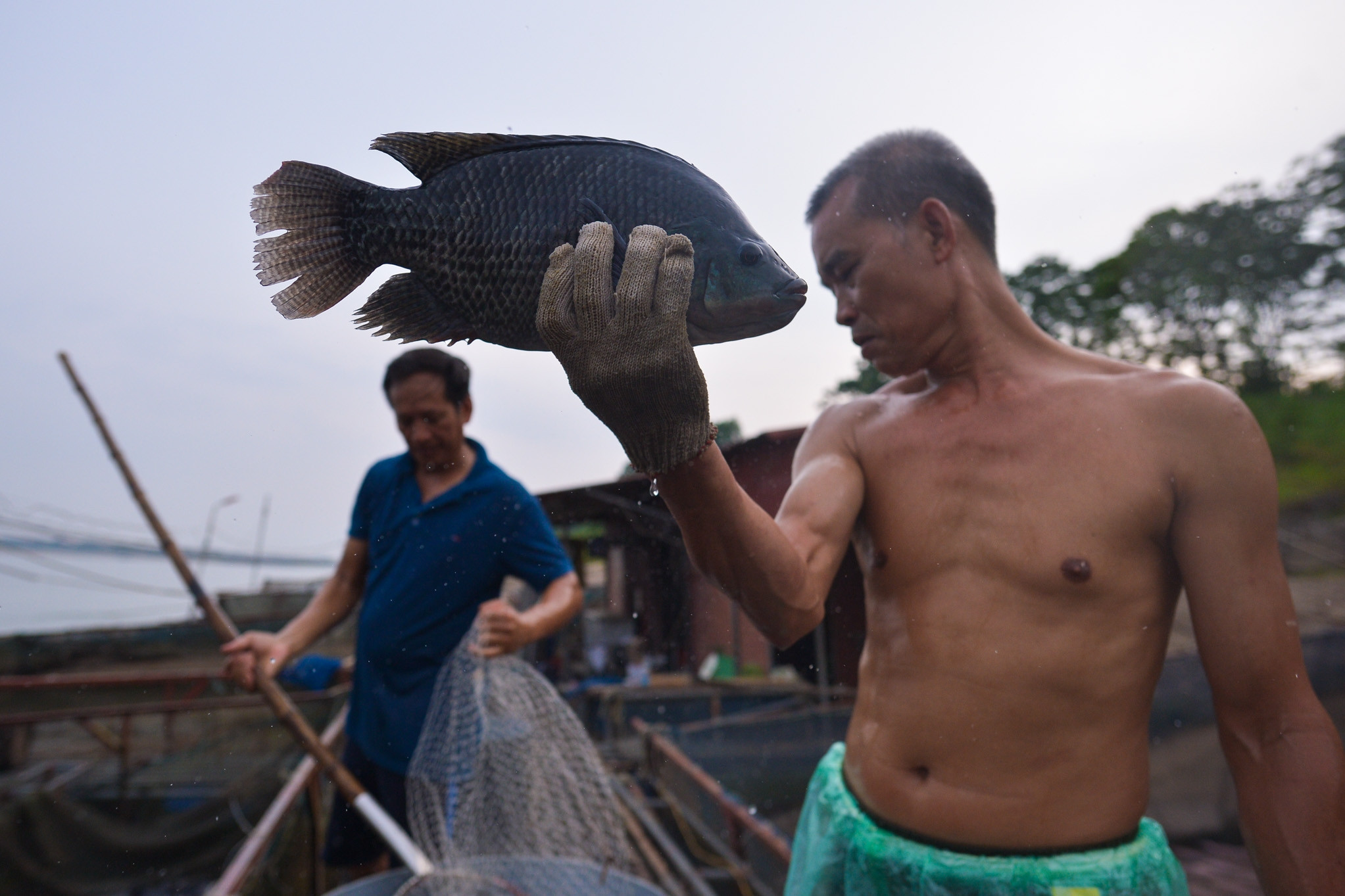 Người nuôi cá lồng trong 'cơn khát' của dòng sông Đà