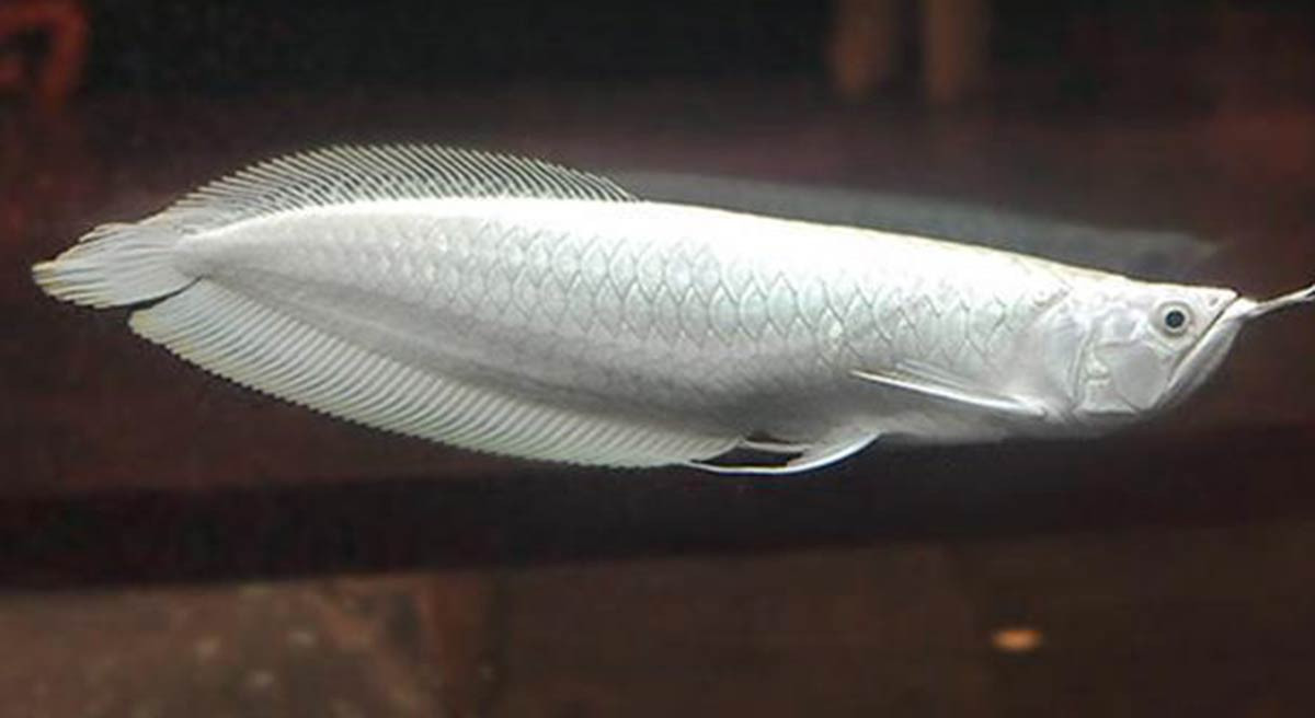 Cá rồng  Đặc điểm phân loại và cách nuôi cá khỏe mạnh