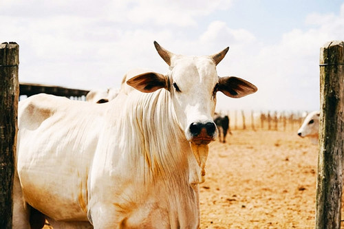 Con bò trắng khổng lồ đắt nhất thế giới, được định giá hơn trăm tỉ đồng