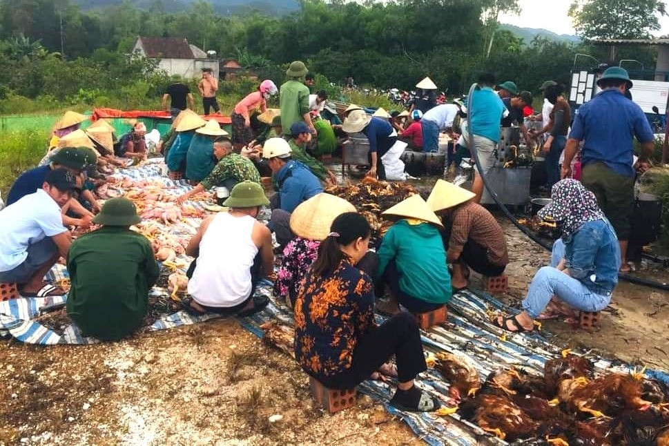 Chủ trại sốc vì 8.000 con gà chết ngạt, cả làng chung tay vặt lông, rao bán giúp