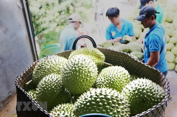 Durian overtakes dragon fruit as Vietnam's top export fruit