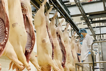Giá lợn hơi cao nhất năm, xuất khẩu thịt gia cầm tăng đột biến 798%