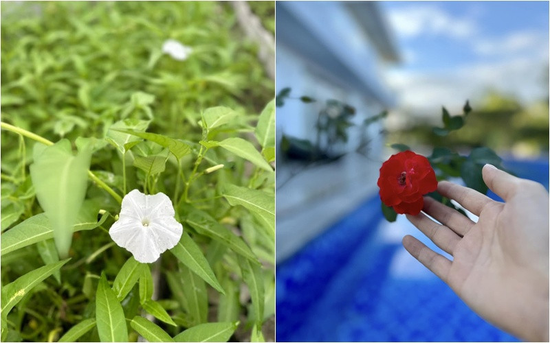 Mỹ Tâm khoe thu hoạch chôm chôm hé lộ khu vườn