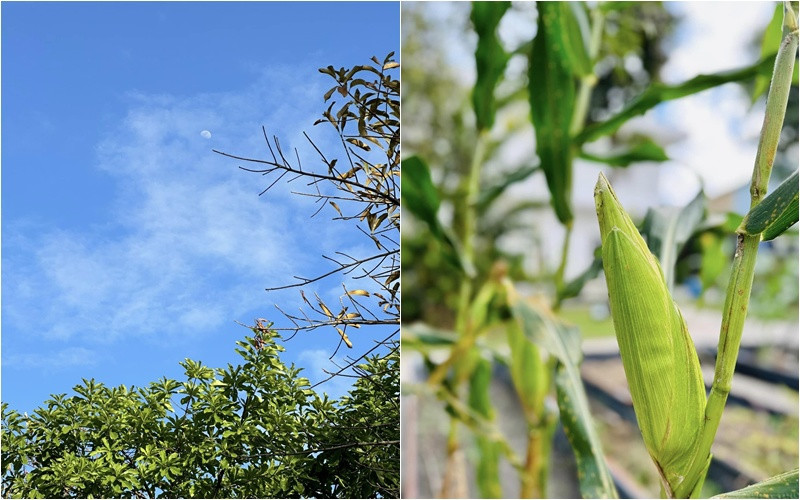 Mỹ Tâm khoe thu hoạch chôm chôm hé lộ khu vườn