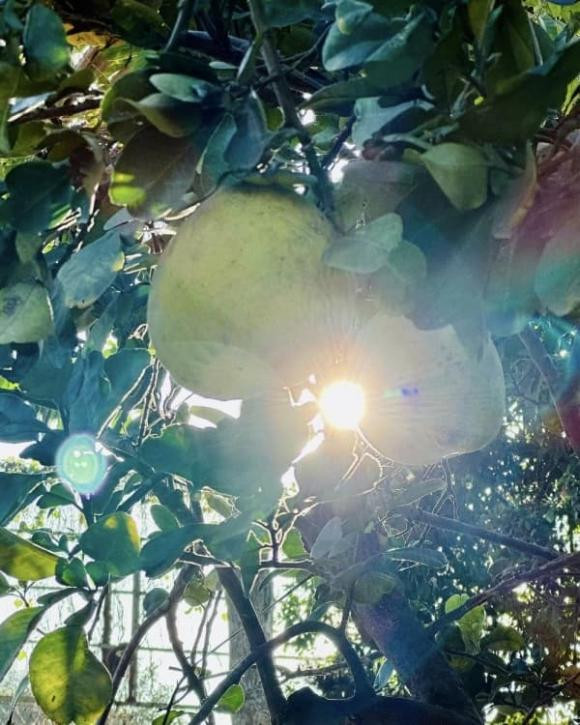 Mỹ Tâm khoe thu hoạch chôm chôm hé lộ khu vườn