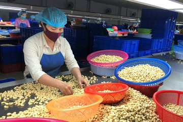Việt Nam chi 1,73 tỷ USD mua 1,36 triệu tấn hạt điều