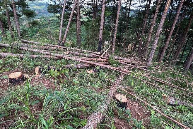 Phát hiện gần 150 cây thông bị đốn hạ trong rừng, thân còn ứa nhựa