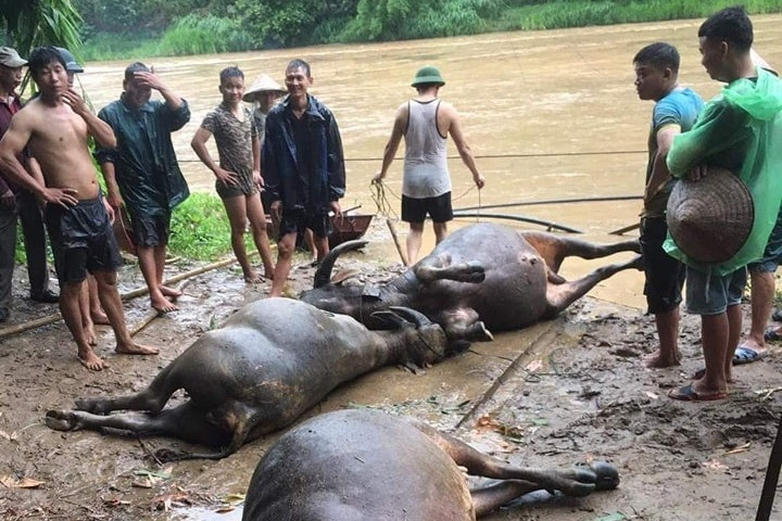 Mưa lớn gây lũ quét, cuốn trôi trâu bò ở Sơn La