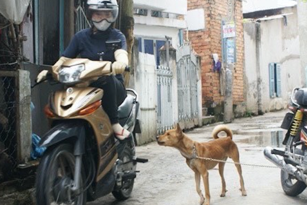 Tử vong sau 6 tháng bị chó nhà nuôi cào xước da tay