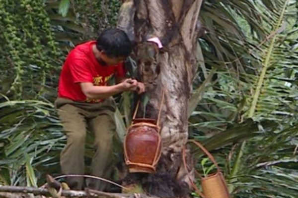 Nghề lạ ở Việt Nam: 'Mổ' cây lấy nước ra ngay thứ rượu cay nồng không xỉn