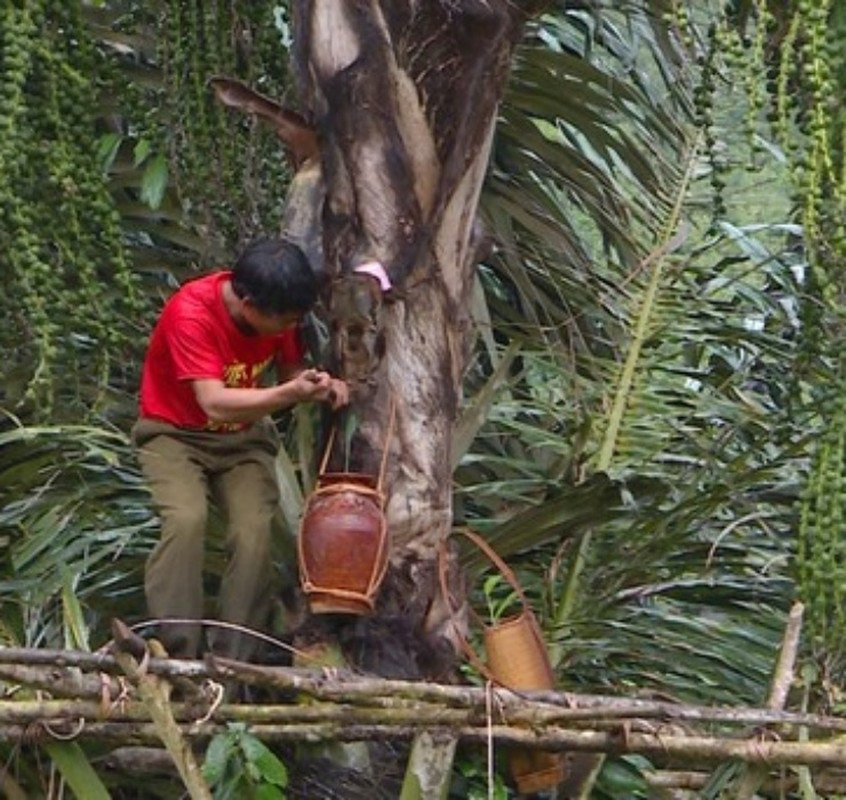 Nghề lạ ở Việt Nam: Mổ cây lấy nước ra ngay thứ rượu cay nồng không xỉn - 2