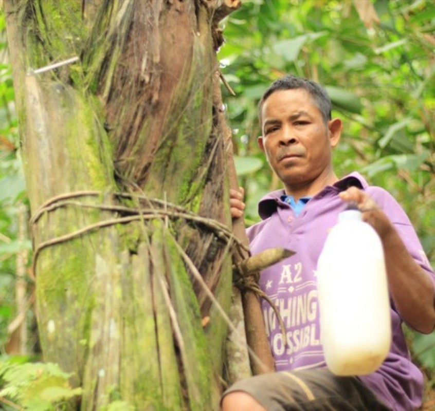 Nghề lạ ở Việt Nam: Mổ cây lấy nước ra ngay thứ rượu cay nồng không xỉn - 4