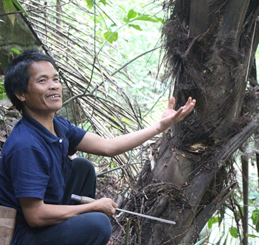 Nghề lạ ở Việt Nam: Mổ cây lấy nước ra ngay thứ rượu cay nồng không xỉn - 8
