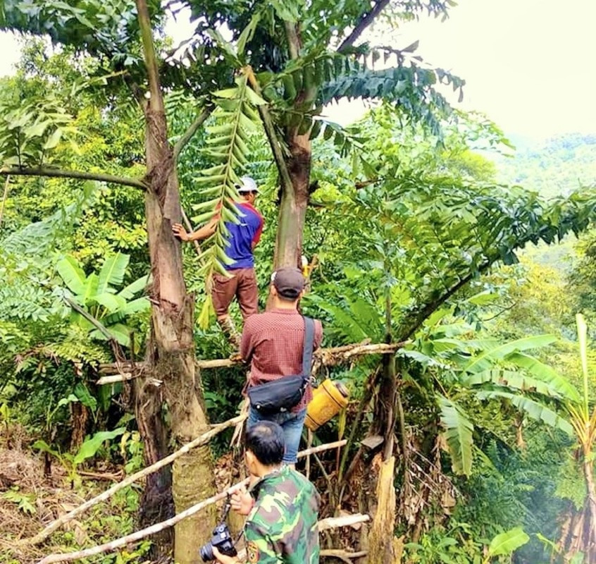 Nghề lạ ở Việt Nam: Mổ cây lấy nước ra ngay thứ rượu cay nồng không xỉn - 9