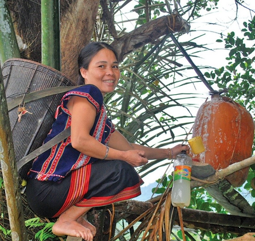 Nghề lạ ở Việt Nam: Mổ cây lấy nước ra ngay thứ rượu cay nồng không xỉn - 11