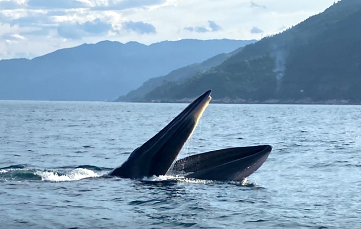 whales spotted in vung ro bay of phu yen province picture 1