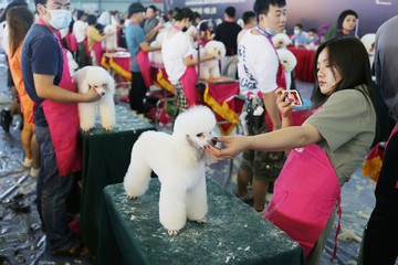Điều gì khiến ngành công nghiệp thú cưng Trung Quốc hái ra tiền?
