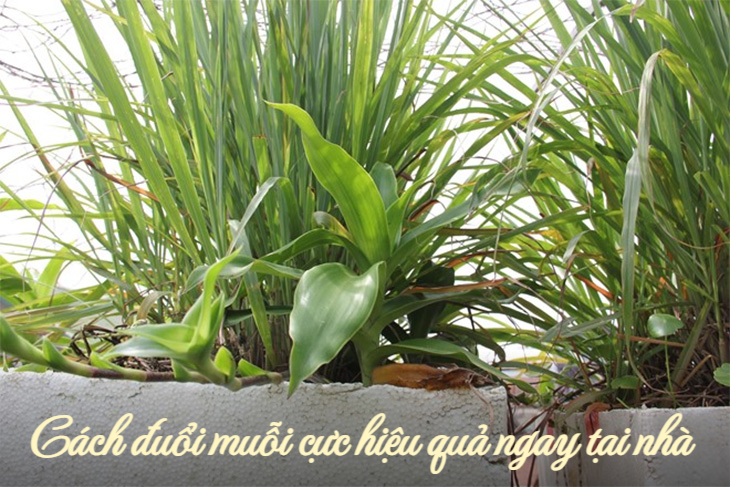 Cách đuổi và diệt muỗi hiệu quả ngay trong căn bếp mà có thể bạn chưa biết - Ảnh 4.