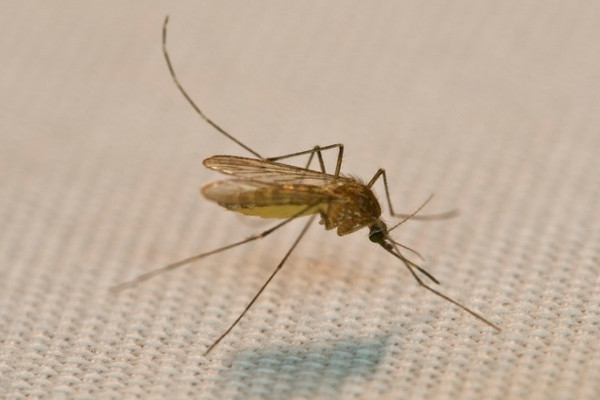 6 natural ways to completely repel mosquitoes for long-lasting effects