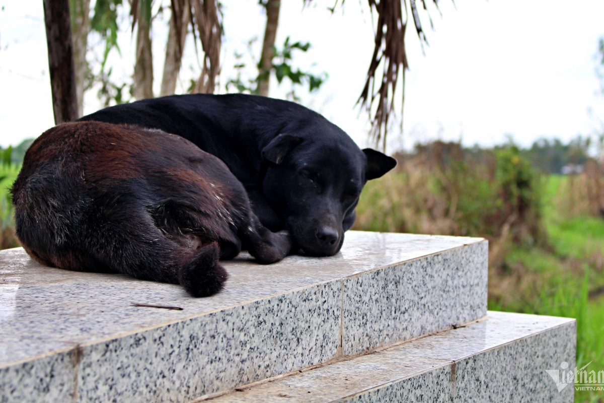 Dog has guarded its owner’s grave for last six years