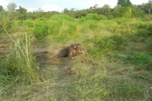 Phát hiện voi già chết trong rừng ở Hà Tĩnh
