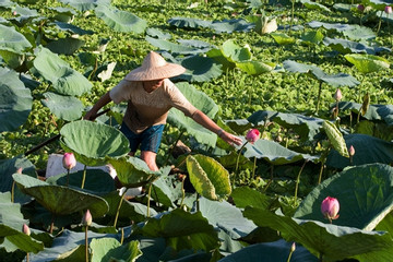 Lost in the charm of lotus blooms in Hanoi