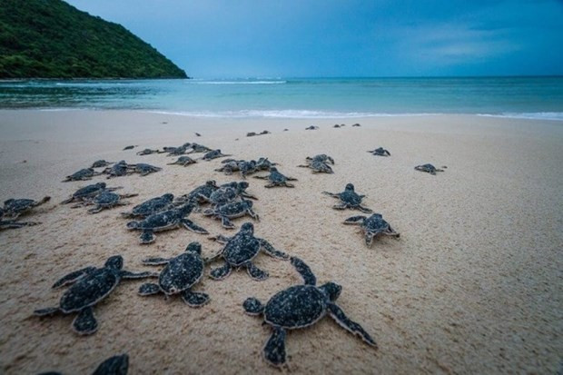 Short film calling for sea turtle protection released hinh anh 1