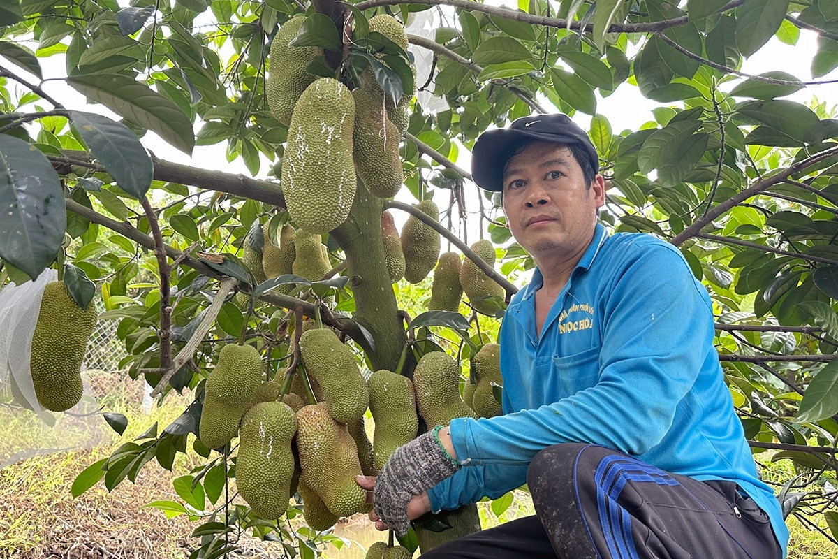 Vườn mít ʟạ của 2 anh εm ở miḕn Tȃy: Siêu trái, thơm nức mùi sầu riêng