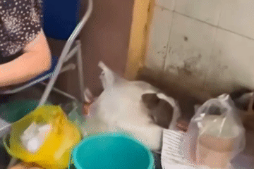Sự thật video 'chuột bò trên túi bún' ở quán ăn Hà Nội khiến dân mạng kinh hãi