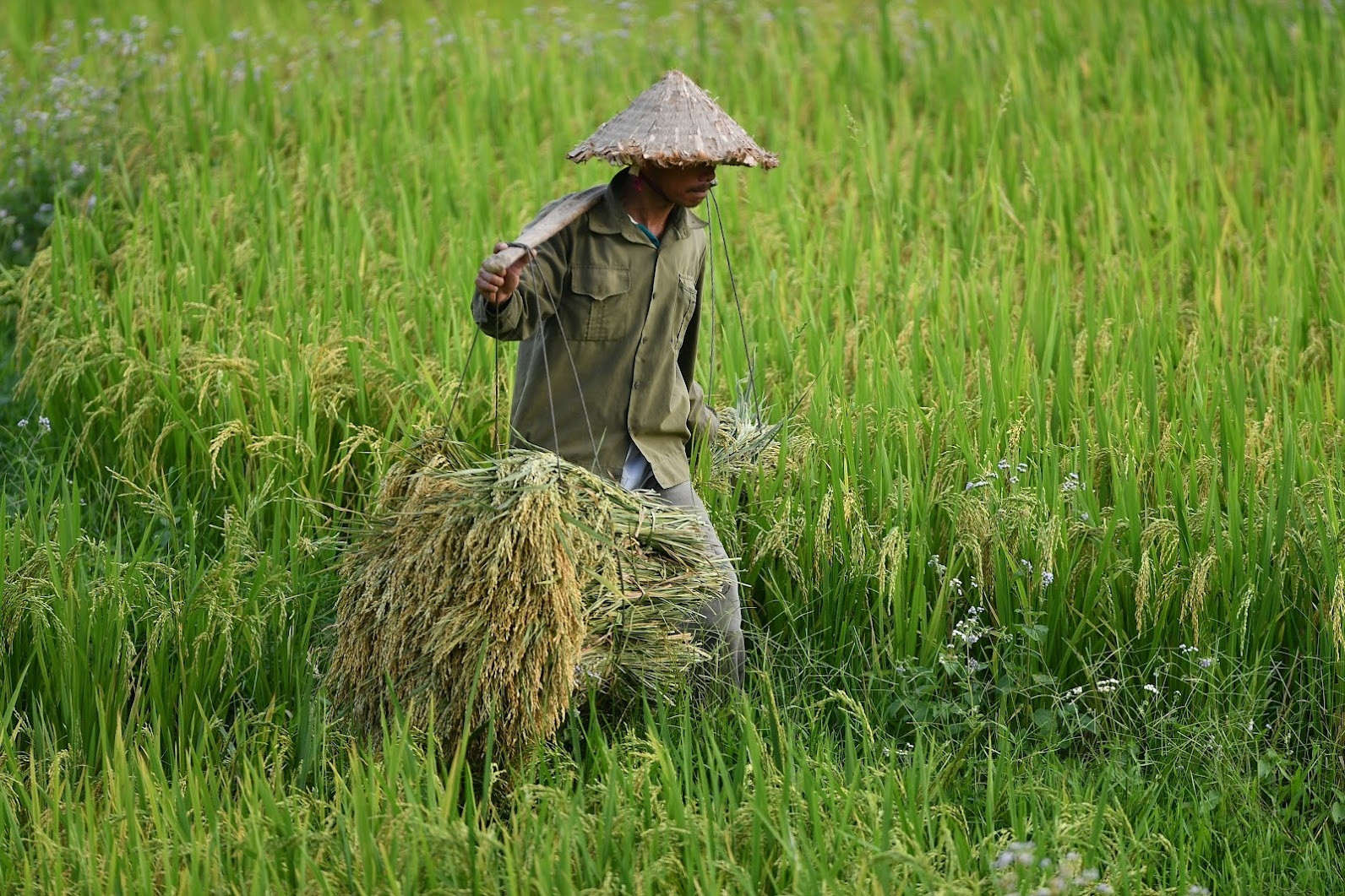 Ấn Độ cấm xuất khẩu gạo, Bộ Công Thương khuyến nghị khẩn