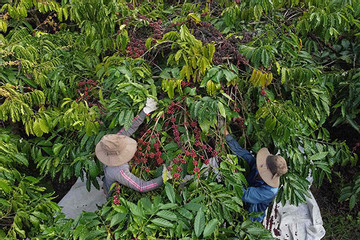 NTM Đắk Nông định hướng phát triển ngành cà phê đặc sản