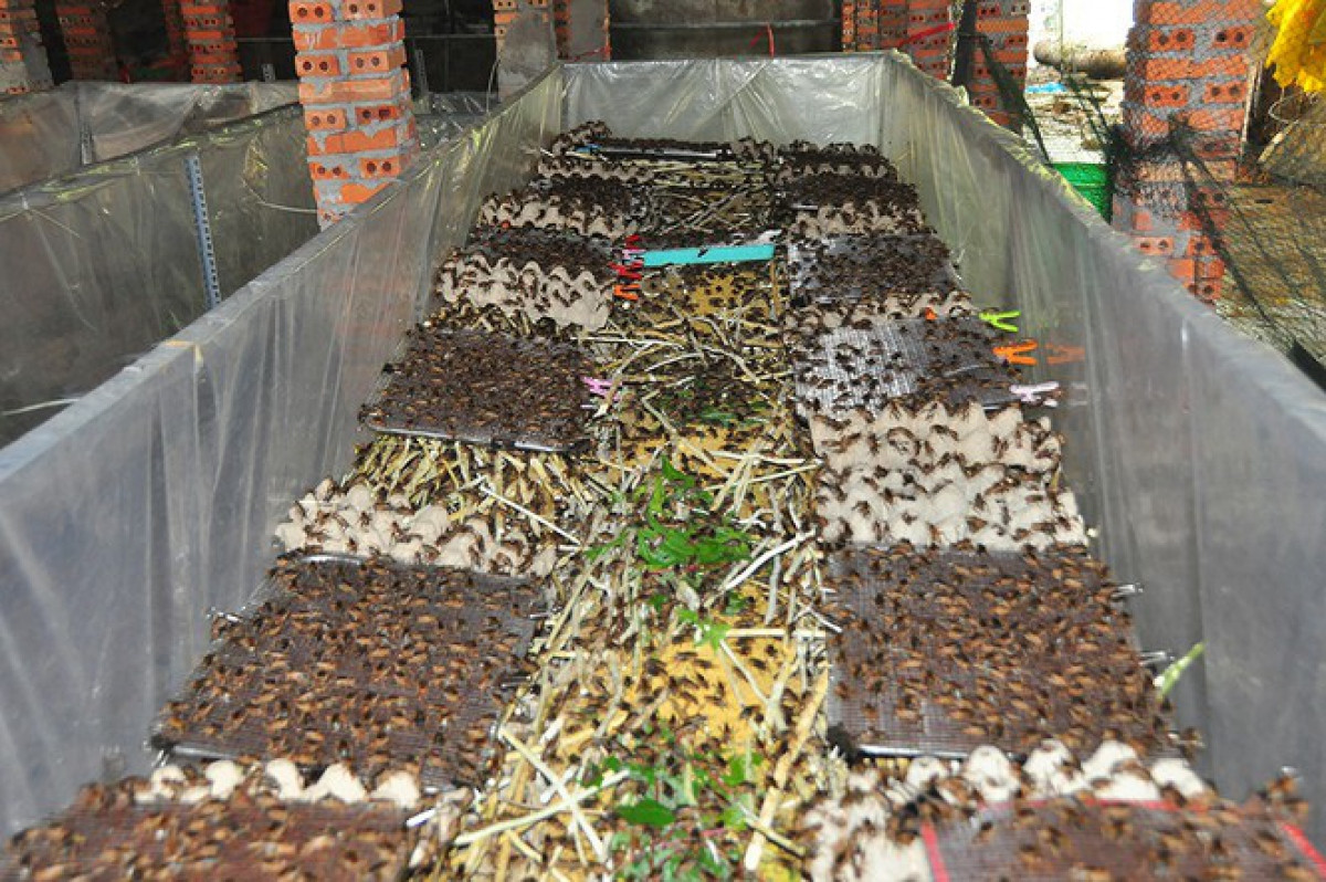 uk newspaper reveals eight oddest things about vietnam picture 4