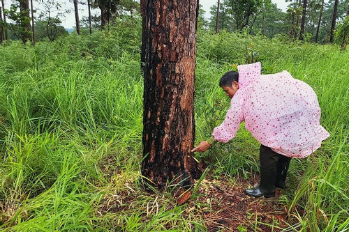 Vụ rừng thông bị đầu độc ở Lâm Đồng: Yêu cầu tạm đình chỉ công tác 2 chủ tịch xã