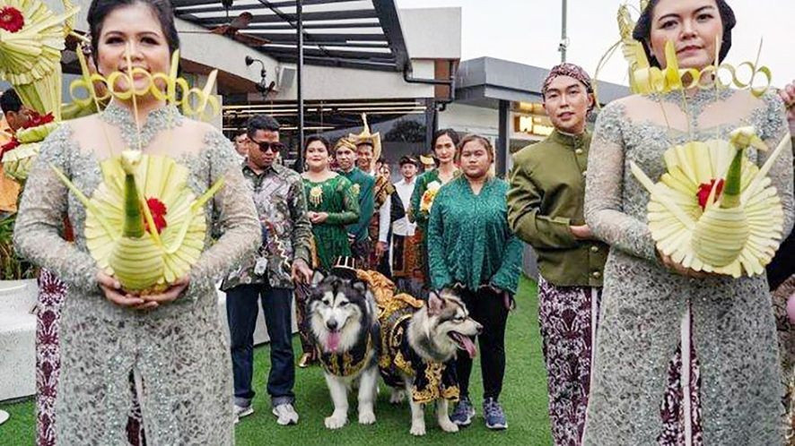 Indonesia: Bị chỉ trích vì tổ chức đám cưới hơn 315 triệu đồng cho chó cưng  - 1