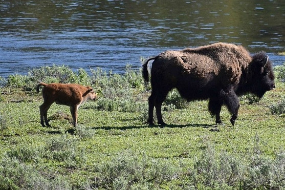 Nhập viện cấp cứu vì bị bò rừng húc trong lúc bạn trai sắp cầu hôn