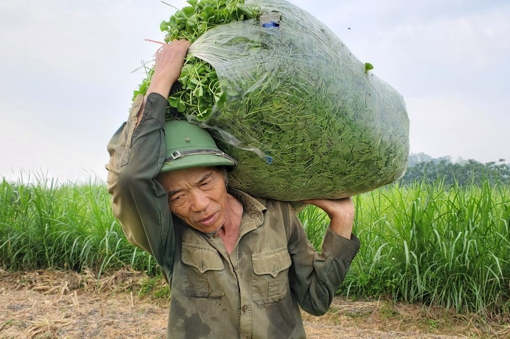 Trồng rau má cổ, lão nông ở Thanh Hóa thu 400 triệu đồng mỗi năm