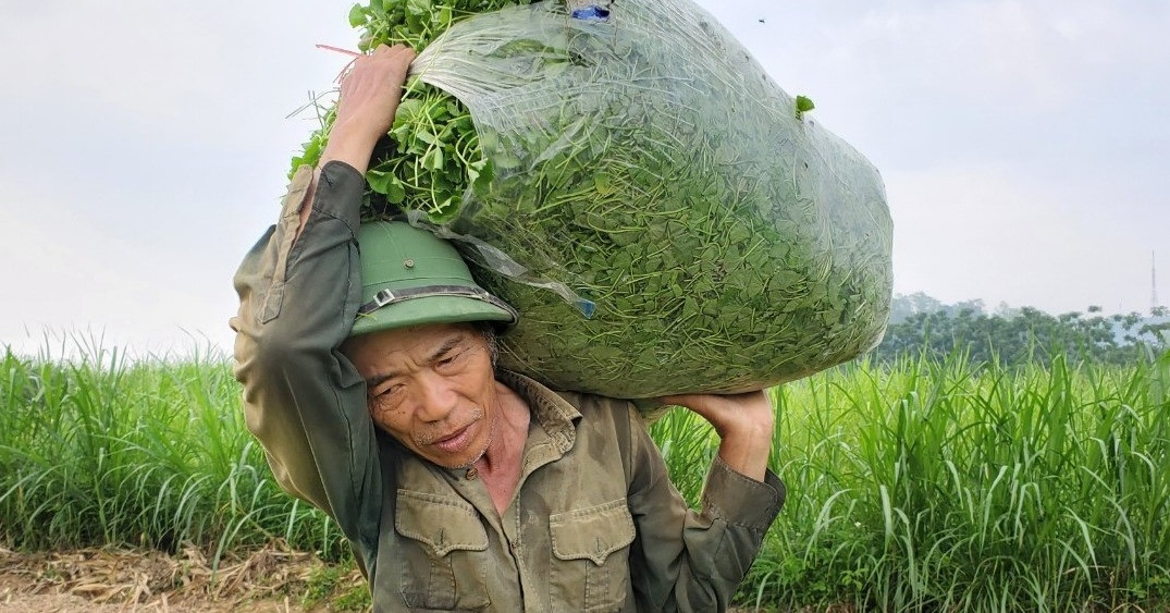 vietnamnet.vn