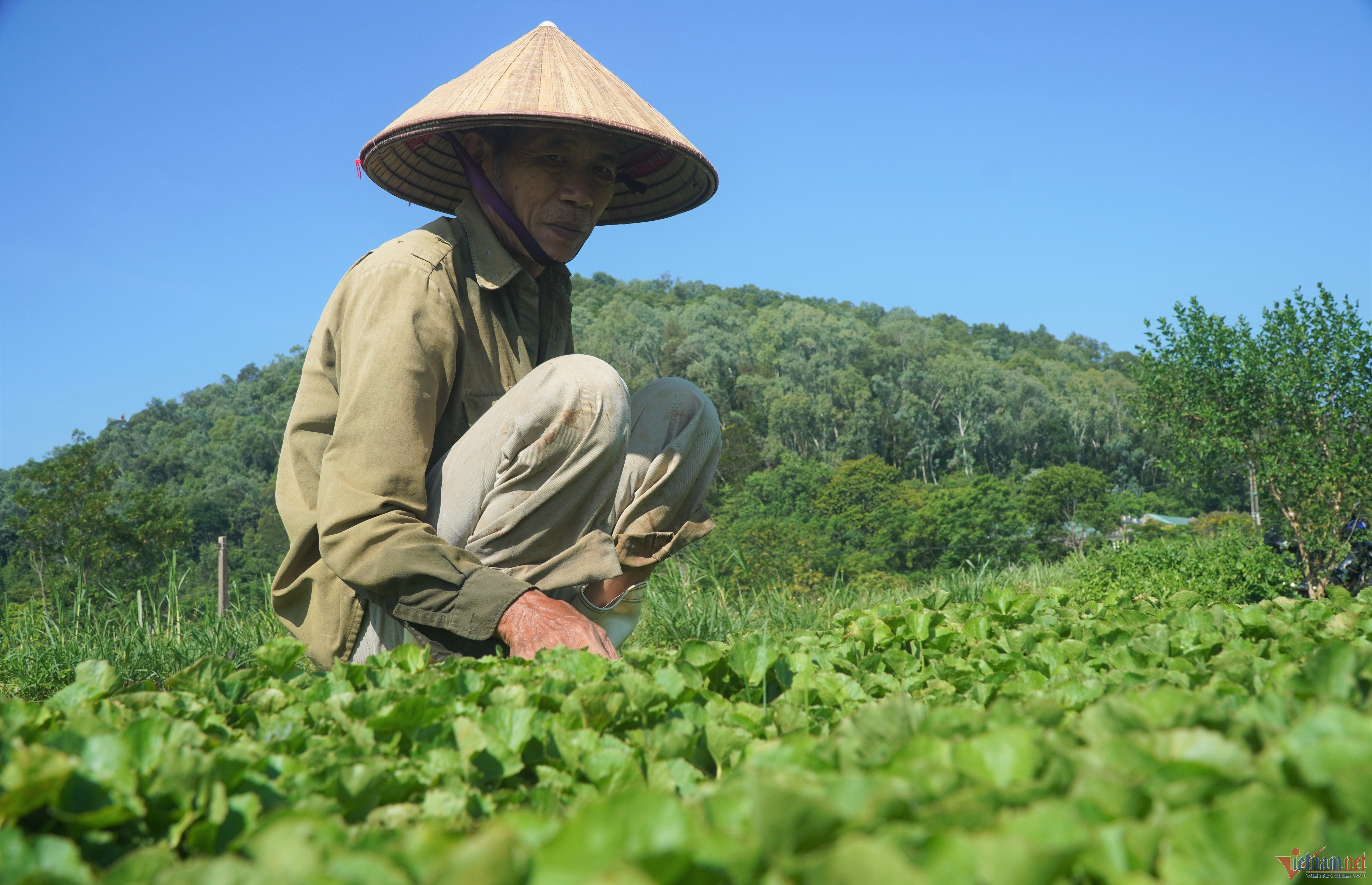 Trồng rau má cổ, lão nông ở Thanh Hóa thu 400 triệu đồng mỗi năm