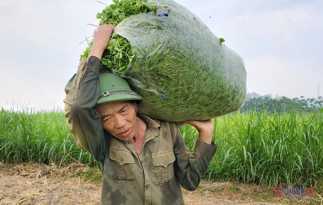Trồng rau má cổ, lão nông ở Thanh Hóa thu 400 triệu đồng mỗi năm