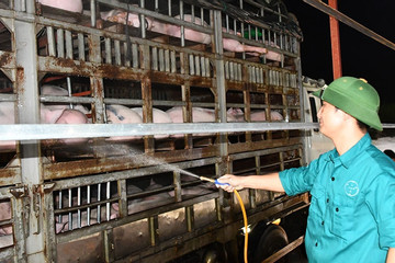 Hàng lậu từ Trung Quốc và Thái Lan tràn vào, giá lợn hơi quay đầu giảm nhanh
