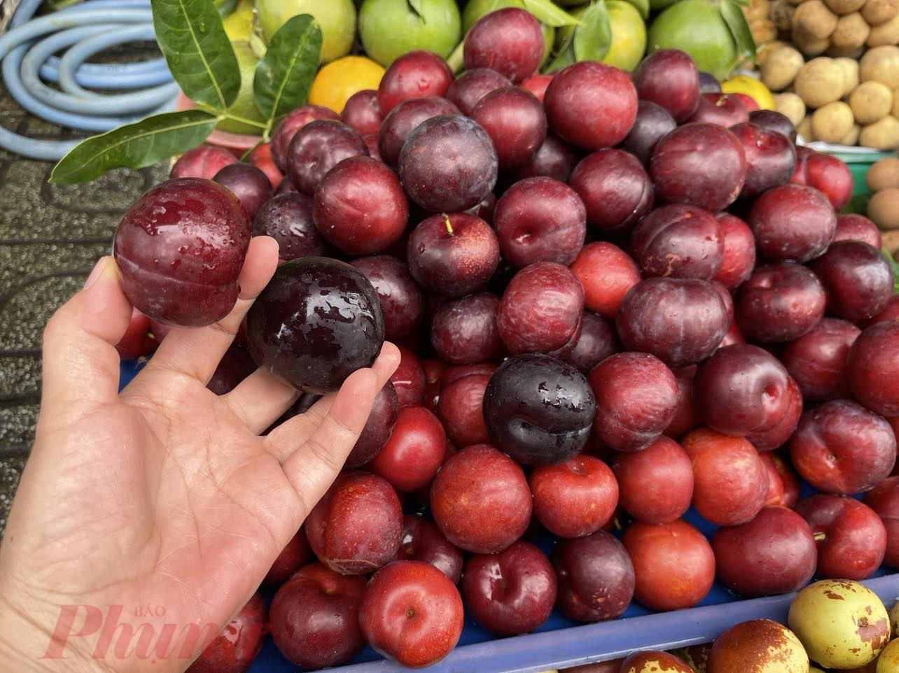 Loại trái nhỏ hơn, màu tươi hơn mận đen thì điểm bán khác lại nói là mận cherry - Ảnh: Nguyễn Cẩm