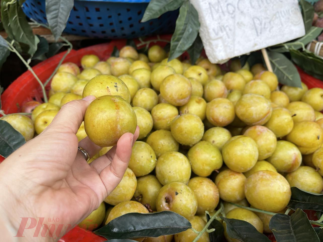 Một số điểm còn bán loại mận nương Mộc Châu, giá 180.000 đồng/kg - Ảnh: Nguyễn Cẩm
