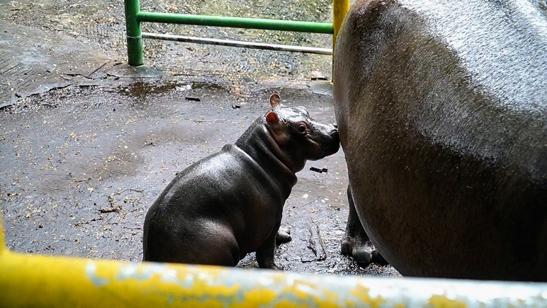 Hippo gives birth at HCM City zoo