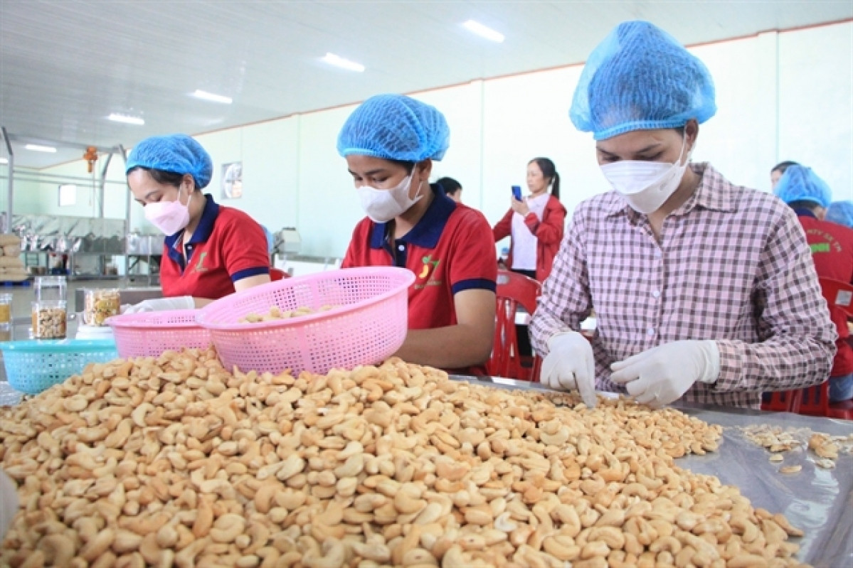 Ministry steps in regarding suspected scam in exporting cashew kernels to Dubai