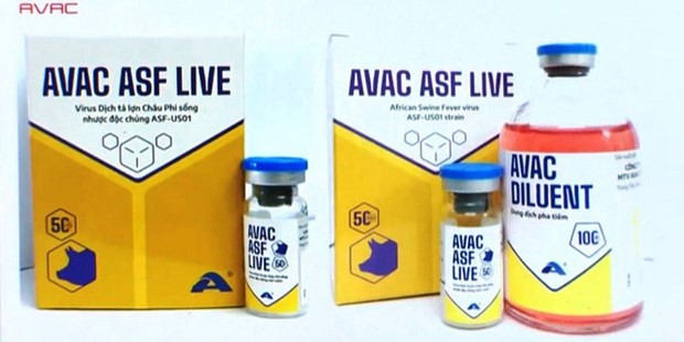 Swine fever vaccines approved for nationwide use hinh anh 1