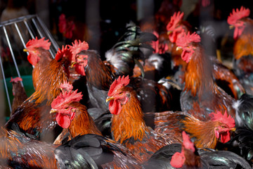 Thái Lan thu 4,3 tỷ USD/năm từ xuất khẩu gà, Việt Nam vẫn bán rẻ như cho