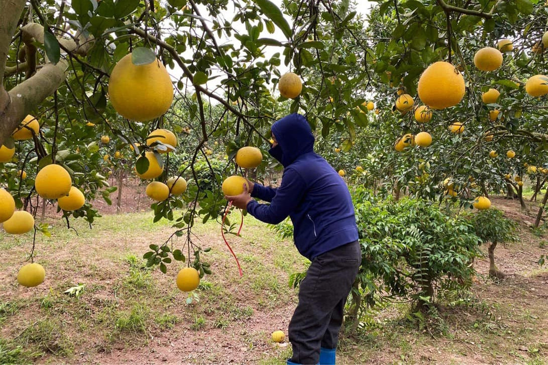 Vietnamese passion fruit, coconut get green light to enter Australia, China